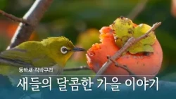 새들의 달콤한 가을 이야기, 오늘도 자연은 풍요롭습니다 #동박새 #직박구리 #가을 #감 #성찬 #결실 #풍요 #제주방송 #제주뉴스 #제주 #연삼로 #하우스