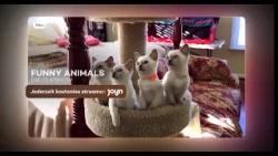 Funny Animals - The Clip Show: Stream for free now