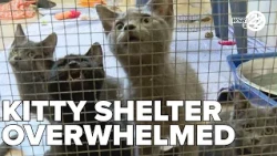 Cat shelter overwhelmed with surge in cat intake in Michigan City